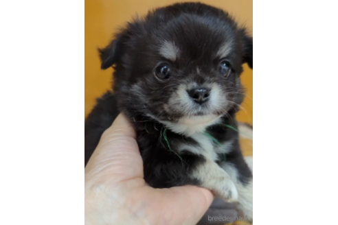 成約済の福岡県のチワワ(ロングコート)-247607の4枚目